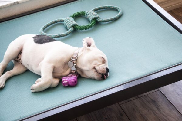 Sling Dog Bed - Skyway Terrace - Image 3