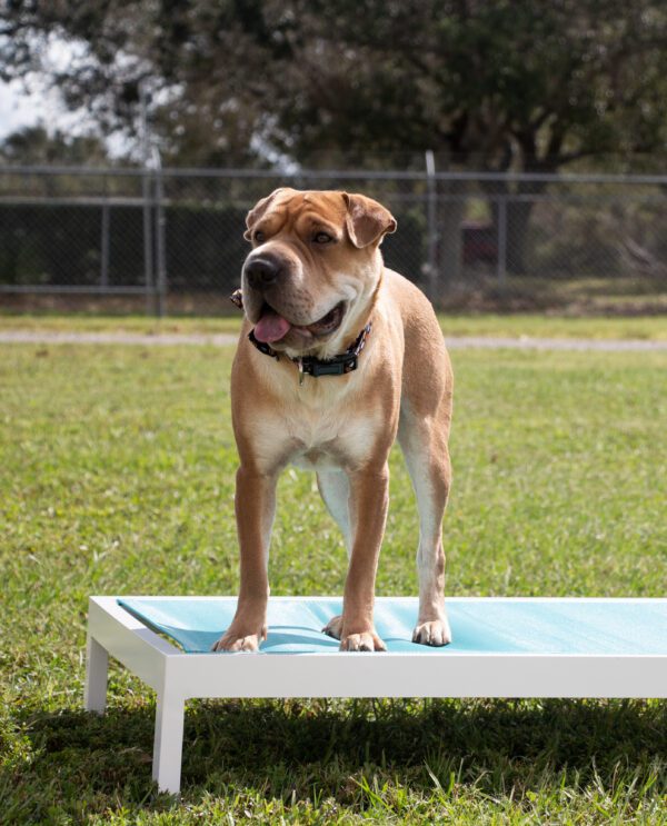 Sling Dog Bed - Skyway Terrace - Image 2